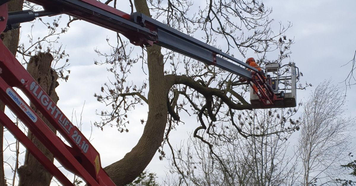 Tree surgeon working from a cherry picker