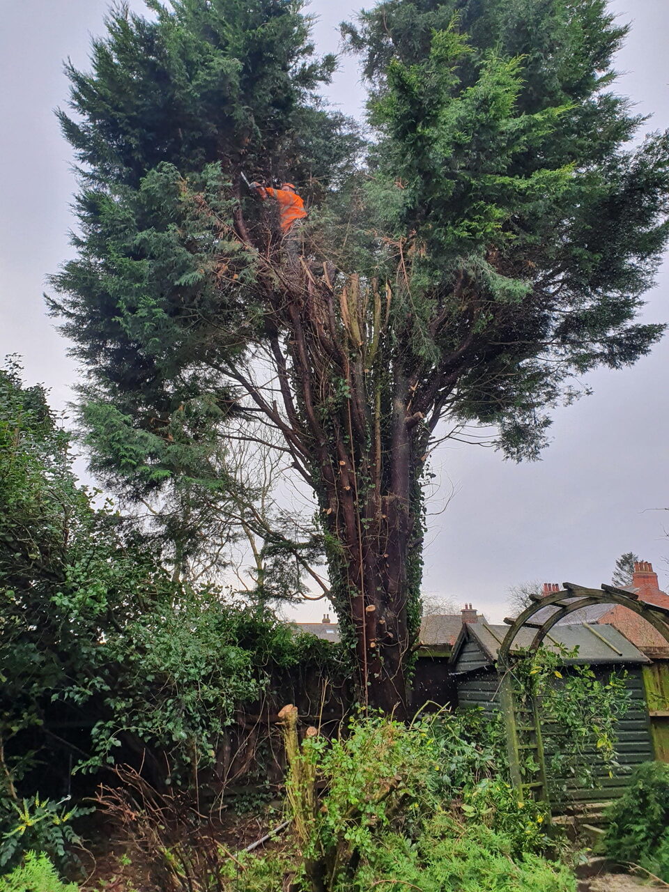 Tree and land clearance, M6 Lune Gorge