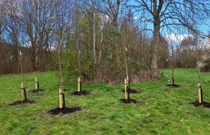 Planting trees for Halton borough council for the Big Halton Forest