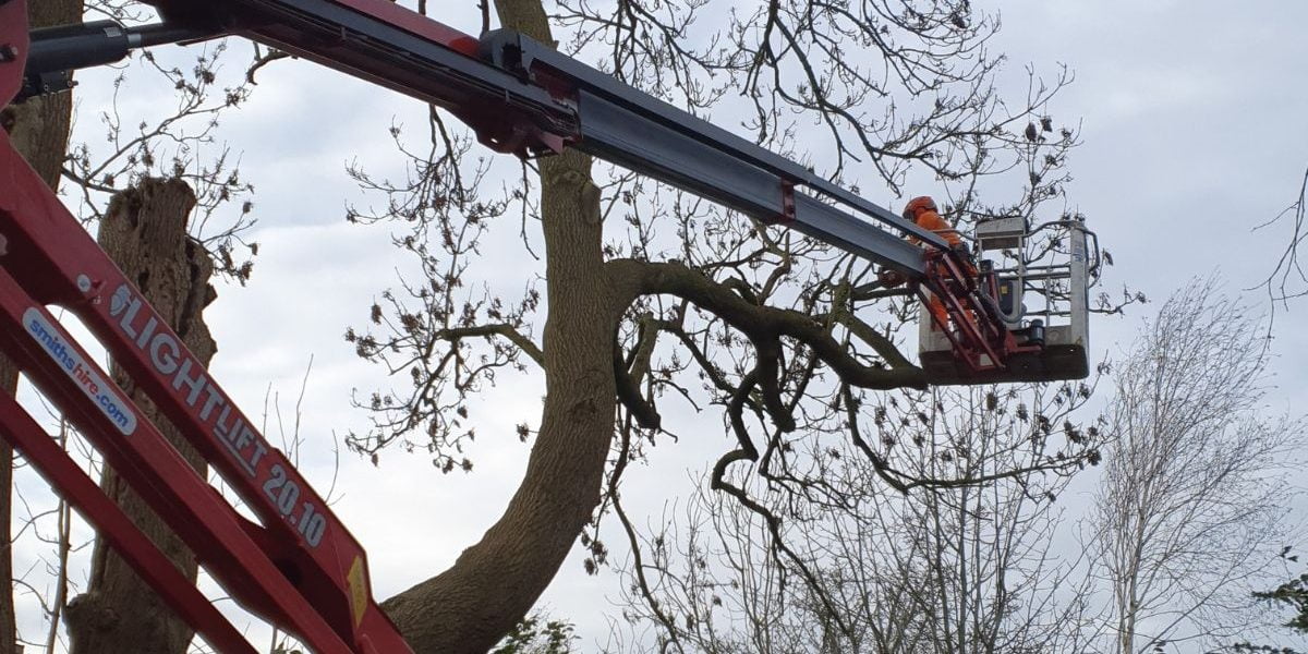 Arboriculture in action with our tree surgeon in a cherry picker up in a tree with our forestry solutions